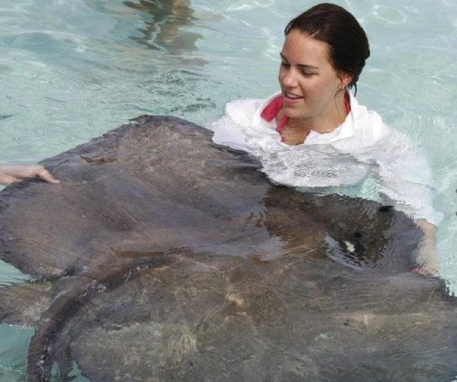 Jessica Harvey rounds up a stingray during the annual census study - Stingray City 2012 Census © John Bell